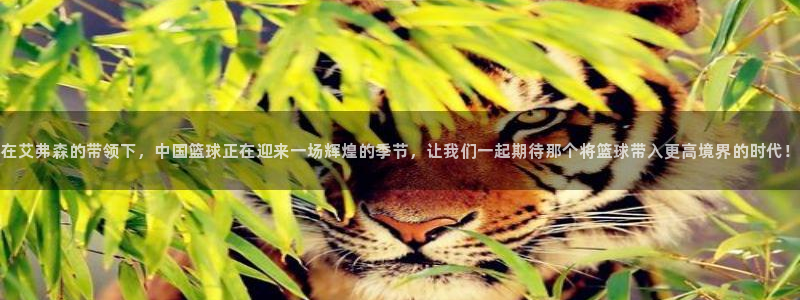 摩登7分红代理计划：在艾弗森的带领下，中国篮球正在迎来一场辉煌的季节，让我们一起期待那个将篮球带入更高境界的时代！